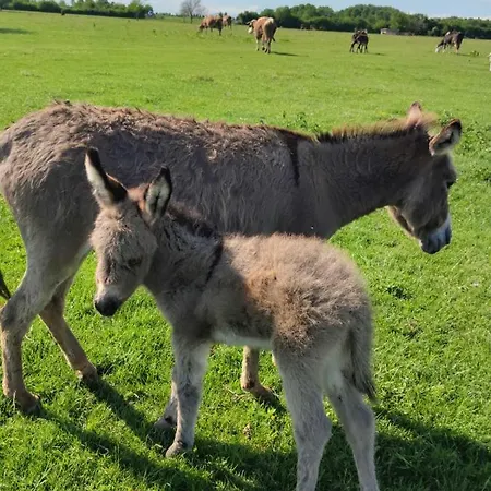 Amanet House Apartmán *