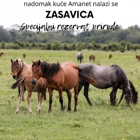 Amanet House Apartment Zasavica